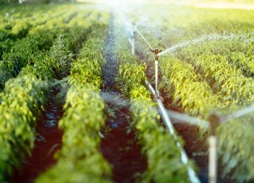 imagem de uma plantação agrícola sendo irrigada